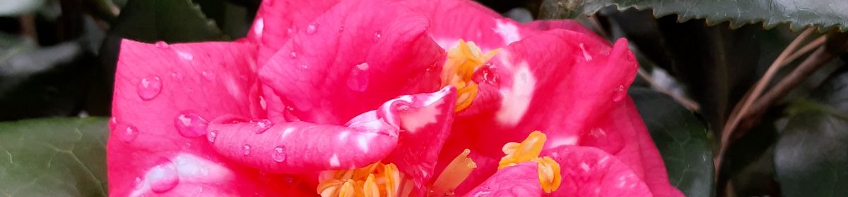 Victory Drive Church of God