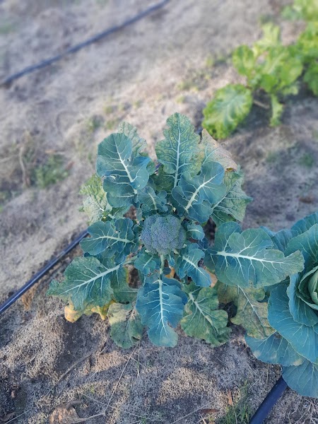 Progressive Church of Our Lord