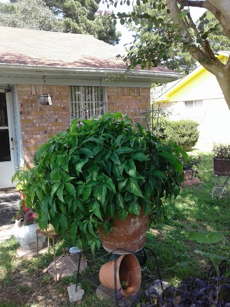 Mt Sinai Baptist Church