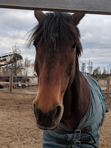 Yellowknife Alliance Church