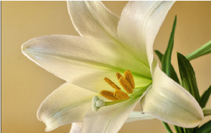 White Memorial Presbyterian Church