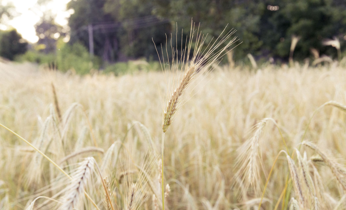 Amazing Grace Fellowship