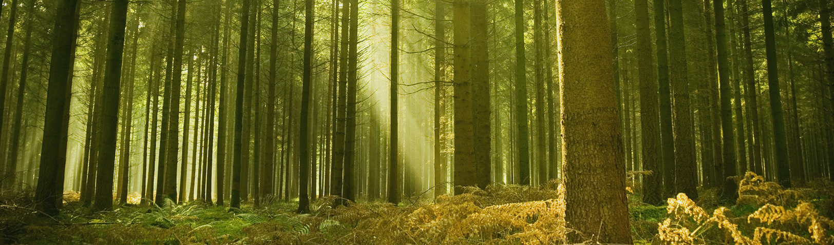 First Reformed Church