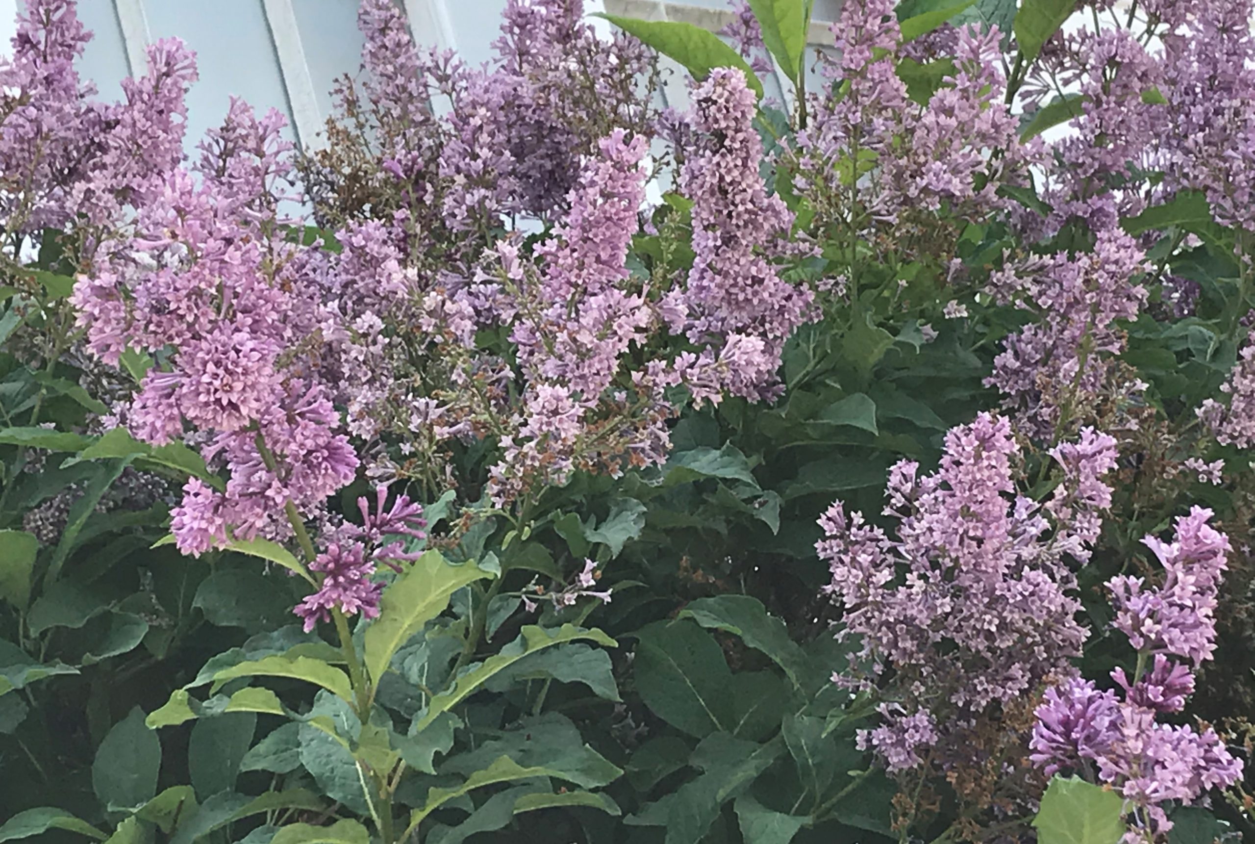 Bethel Mennonite Church