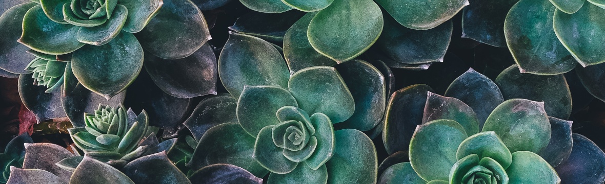 Flavel Street Baptist Church